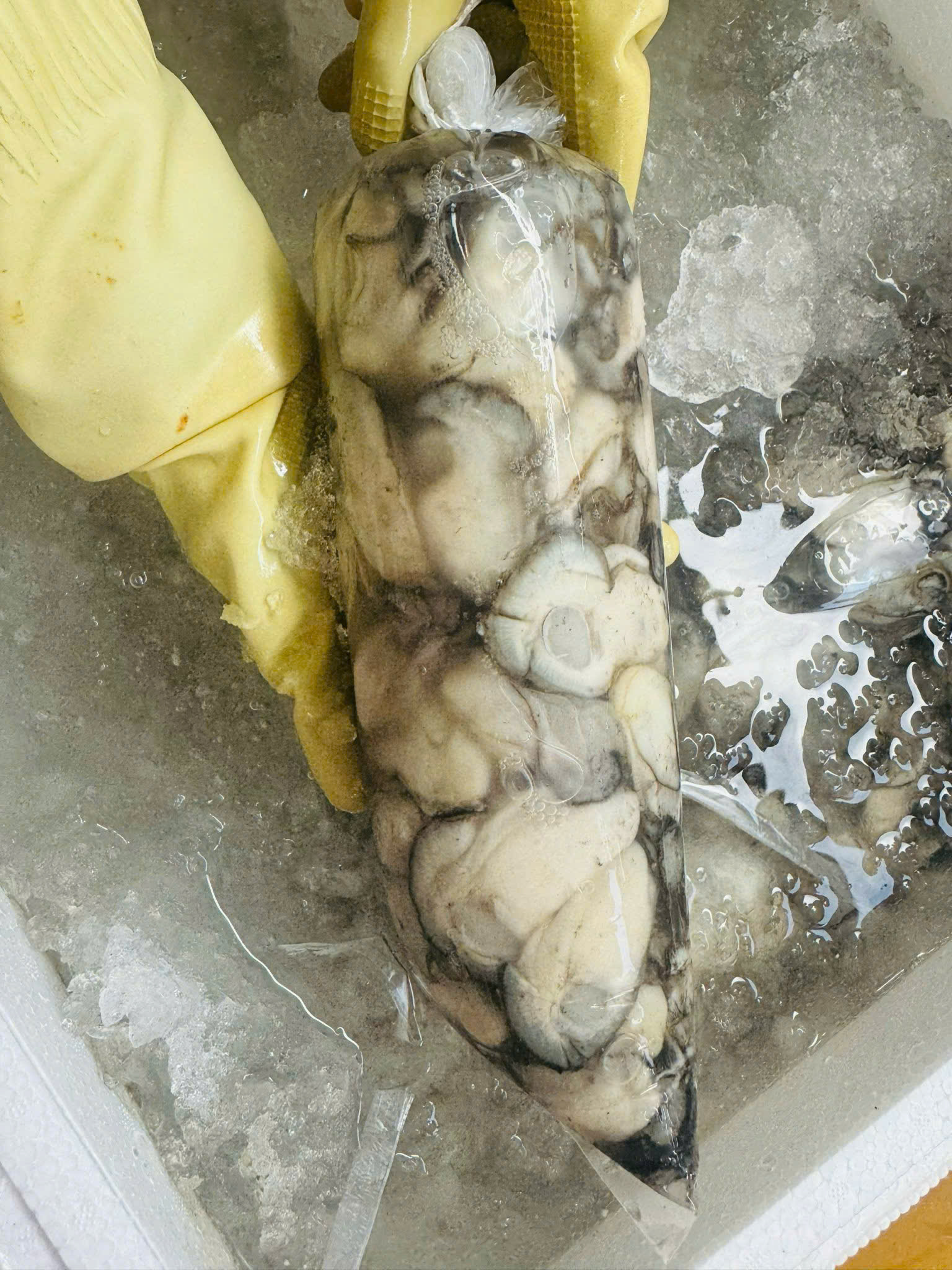HACCP Certified IQF Freezing Process at Manh Tung Seafood
